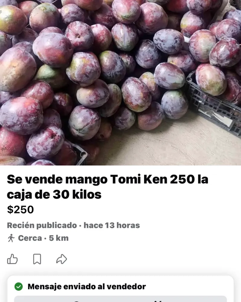 Jitomate 